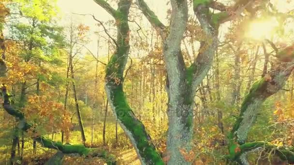 Camera Flying Autumn Trees Park — Stock Video