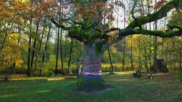 Κάμερα Πηγαίνει Κοντά Δέντρο Τις Ακτίνες Του Ήλιου — Αρχείο Βίντεο