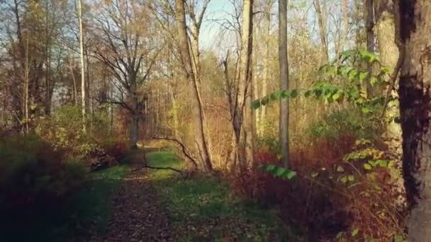 Φθινόπωρο Πάρκο Μονοπάτια Στην Ημέρα Του Φθινοπώρου — Αρχείο Βίντεο