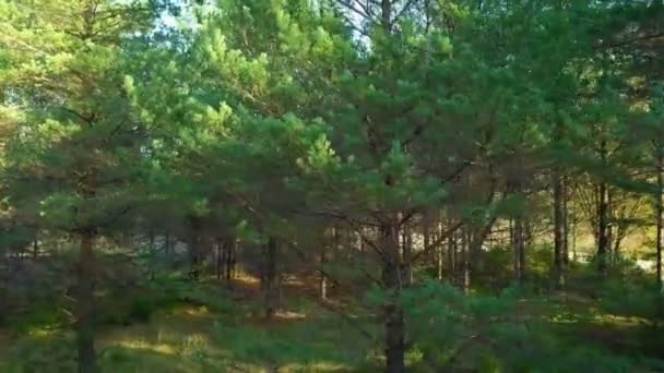 在针叶林的树附近飞行的照相机 — 图库视频影像