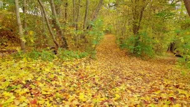 Осенние Листья Тропе — стоковое видео