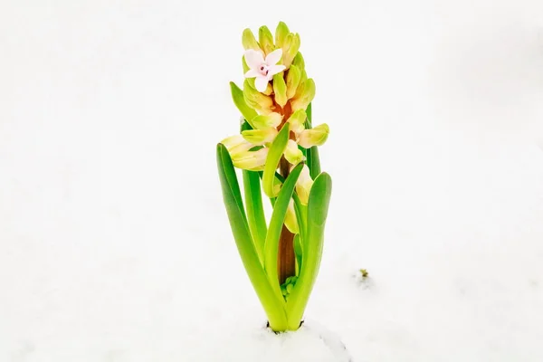 Hyacinth Snow Early Spring — Stock Photo, Image