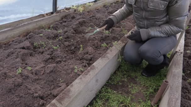 温室効果で土を準備する女性 — ストック動画
