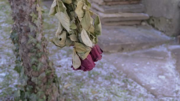 Cámara Centra Ramo Rosas Secas Luego Extremo Del Clip Árbol — Vídeo de stock