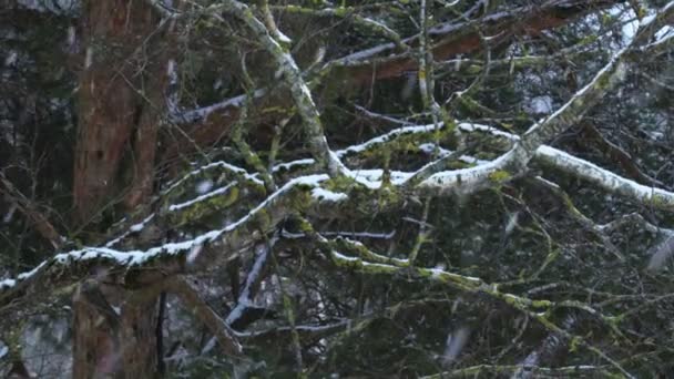 Schnee Fällt Auf Die Bäume — Stockvideo