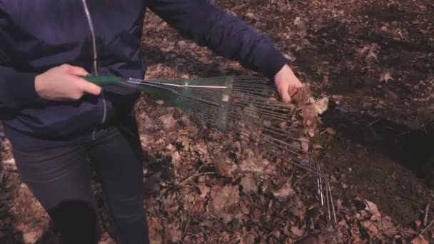Женщина Граблями Собирает Листья — стоковое видео