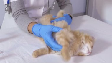 veteriner Doktor kedi veteriner kliniğinde kontrol