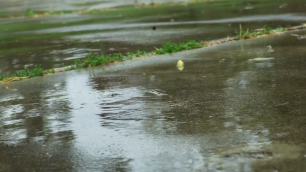 Chuva Pavimento Dia Outono — Vídeo de Stock