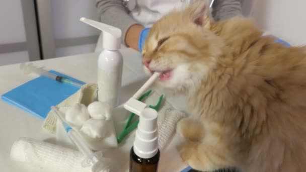 Médico Veterinário Gato Uma Clínica Veterinária — Vídeo de Stock