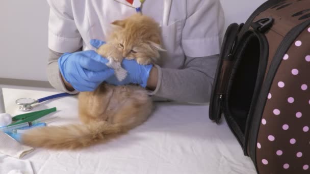 Veterinär Läkare Undersök Ill Cat — Stockvideo