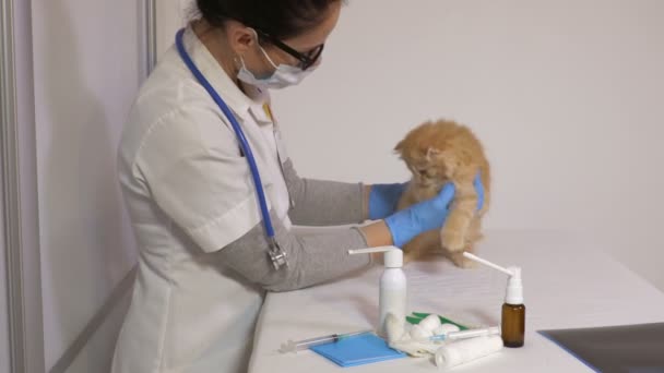 Médico Veterinário Com Gato Uma Clínica Veterinária — Vídeo de Stock