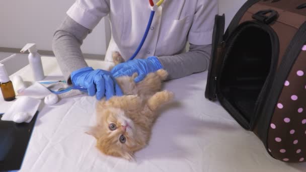 兽医医生正在做检查的可爱漂亮的小猫咪 — 图库视频影像