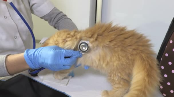 Médico Veterinário Examinando Gatinho Bonito — Vídeo de Stock