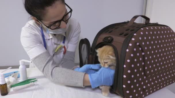 Medico Veterinario Gatto Una Clinica Veterinaria — Video Stock