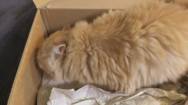 Ginger Cat Jedzenie Pudełku Tekturowym — Wideo stockowe