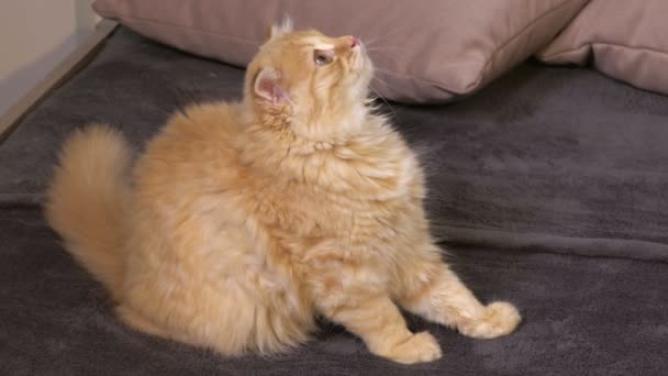Evcil Kedi Evinde Yatakta Tock Görüntüsü — Stok video