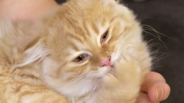 Ginger Cat Limpeza Perto — Vídeo de Stock