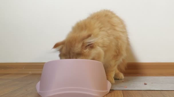 Ginger Cat Motorlu Kaydırağı Stoğunda Yerde Yemek Yiyor Görüntüler — Stok video