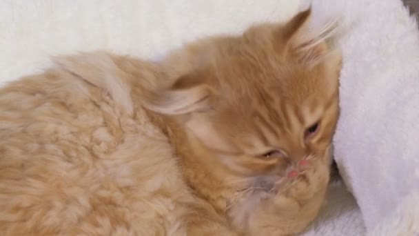 Kattenreiniging Zichzelf Voor Het Slapen Gaan — Stockvideo