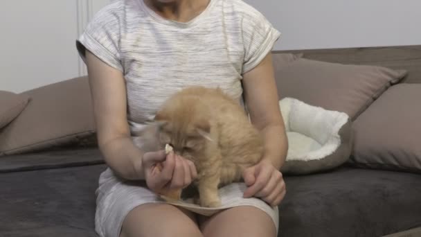 女性が座っていると生姜猫を給餌 ストックビデオ — ストック動画