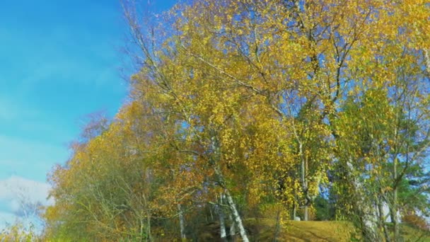 Blick Auf Bäume Mit Herbstblättern Sonnigen Tagen — Stockvideo