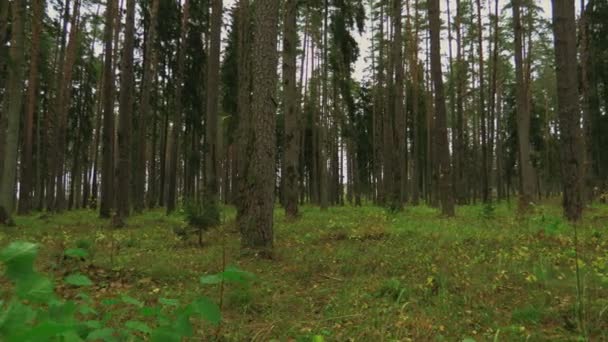 Άποψη Του Δάσους Πεύκου Ερυθρελάτης Φθινόπωρο — Αρχείο Βίντεο