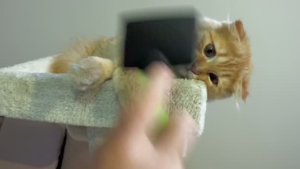 Смешная Имбирная Кошка Играющая Кисточкой — стоковое видео