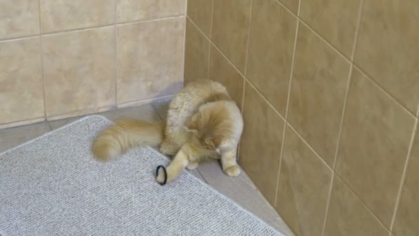 Rolig Ingefära Katt Leker Badrummet Katt Badrummet — Stockvideo