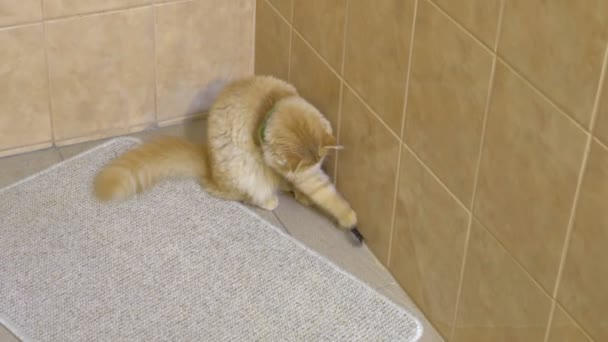 Gato Jengibre Cómico Cuarto Baño Jugando Con Goma Capilar — Vídeos de Stock