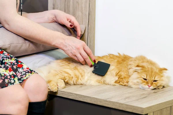 Woman Brushing Cute Ginger Cat — Stock Photo, Image