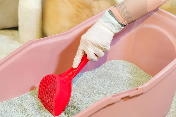 女人用勺子清洁猫的厕所 — 图库照片
