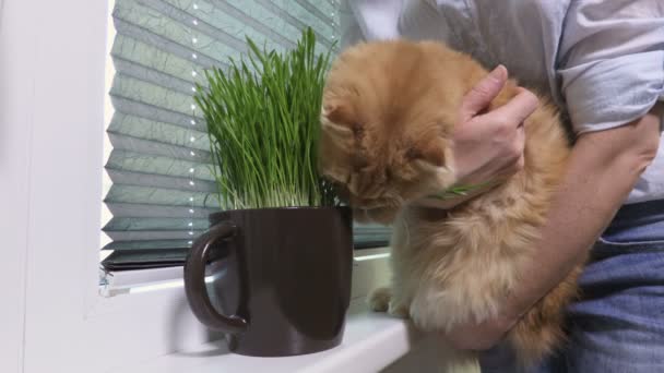 女人把猫抱在新鲜的青草壶边 猫的食物 — 图库视频影像