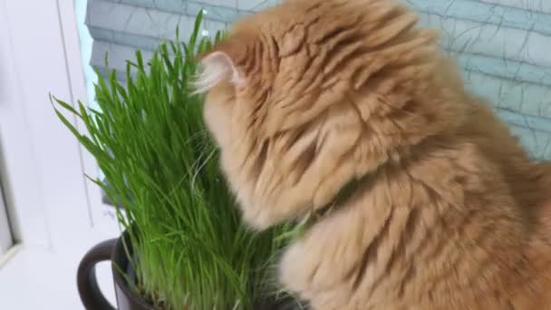 国産タビー猫が草を食べる フレッシュ ハーブのコンセプト — ストック動画