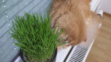 Evcil kızıl kedi otların yanında. Beslenme, hayvan konsepti.