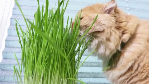Τζίντζερ Τάμπι Γάτα Τρώει Χόρτο Εσωτερικούς Χώρους — Αρχείο Βίντεο