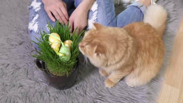 国内の生姜猫近くの草鍋で遊ぶプラスチックイースターエッグ — ストック動画