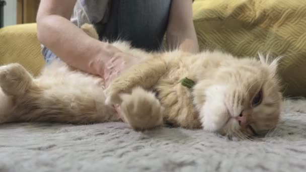 Woman Cuddling Ginger Cat Floor — Stock Video