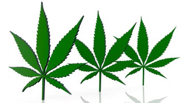 Beyaz üzerine üç marihuana yaprağı