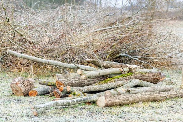 Mucchio Alberi Rami Arbusti Tagliati — Foto Stock