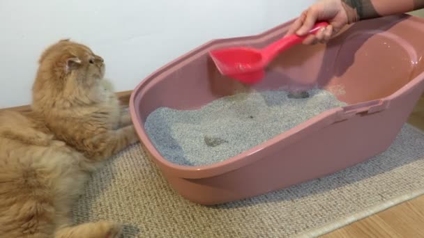 Donna Che Pulisce Toilette Del Gatto Con Uno Scoop — Video Stock