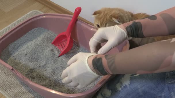 Kedi kumu kutusunu temizliyorum. Kadın koruma eldivenlerini tamir ediyor.