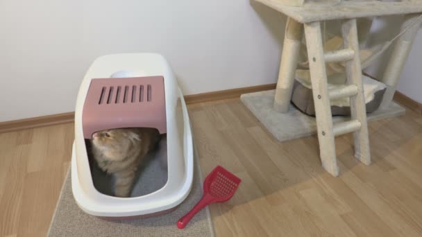 Cat Χρησιμοποιώντας Τουαλέτα Cat Litter Box — Αρχείο Βίντεο