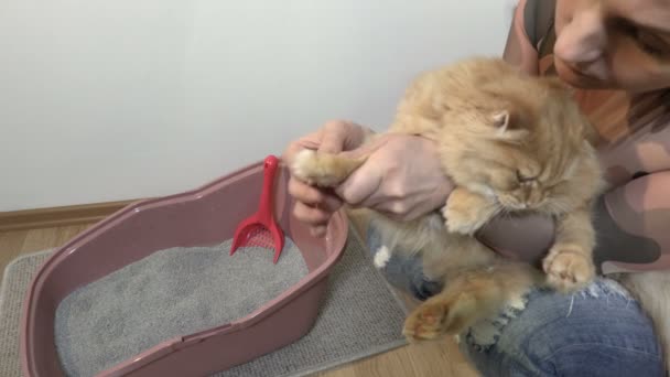 Donna Che Tiene Gatto Vicino Alla Lettiera Del Gatto — Video Stock