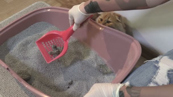 猫トイレ掃除ストックビデオ映像 — ストック動画