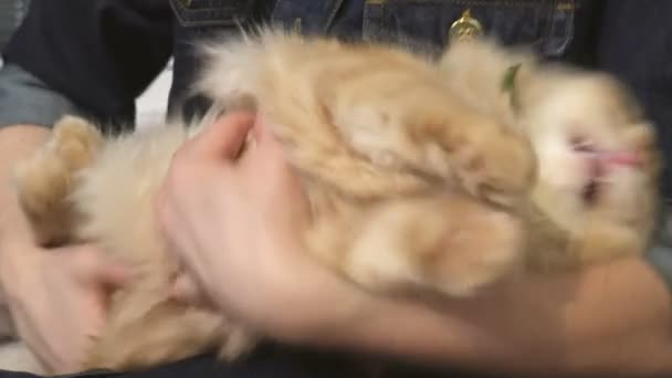 Χαριτωμένο Τζίντζερ Γάτα Βρίσκεται Στα Χέρια Της Γυναίκας Αρχείο Βίντεο — Αρχείο Βίντεο