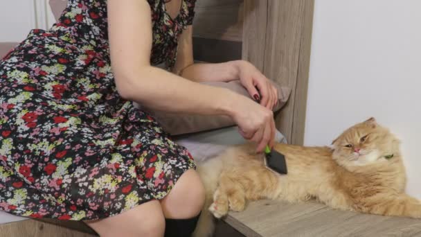 女人用刷子抓挠她的苏格兰折叠猫 — 图库视频影像