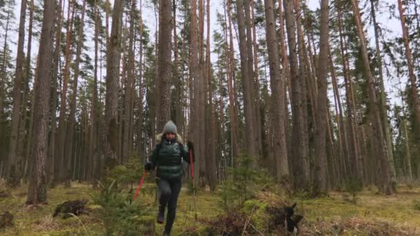 Glückliche Wanderin Mit Trekkingstöcken Hält Die Hände Hoch — Stockvideo