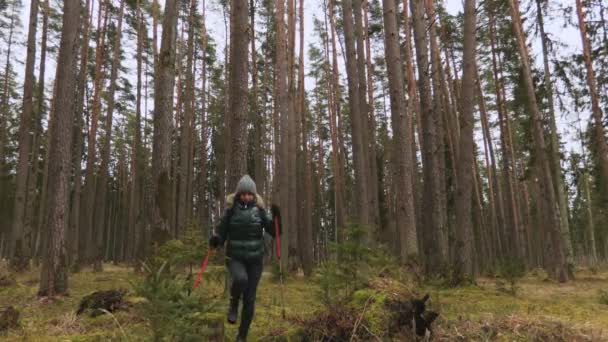 Happy Hiker Žena Trekking Tyče Držet Ruce Nahoru — Stock video