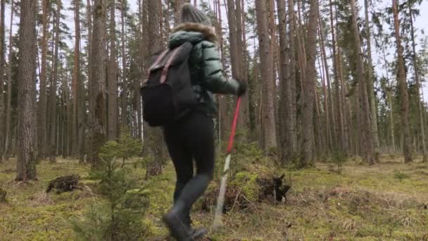 Lycklig Kvinna Och Använda Vandringsstavar Skogen — Stockvideo