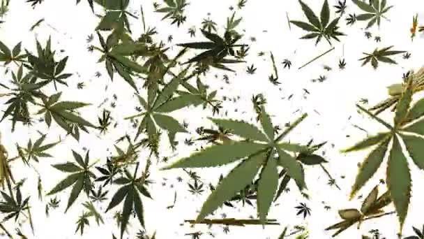 Foglie Volanti Cannabis Sul Bianco Concetto Erba — Video Stock
